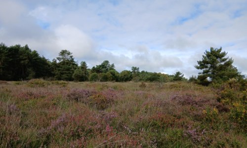 A la découverte de la réserve naturelle de Glomel