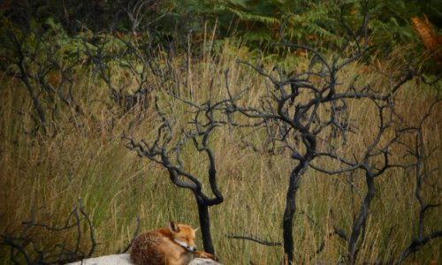 Les landes de Locarn, 1an après l'incendie