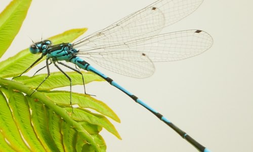 Sortie naturaliste au bord du canal sur l’Agrion joli