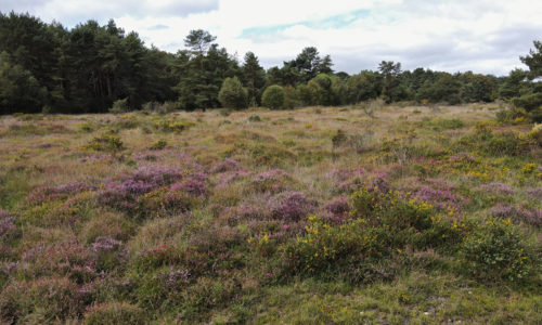 A la découverte de la réserve naturelle de Glomel