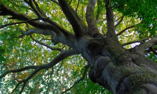 Initiation grimpe d’arbre