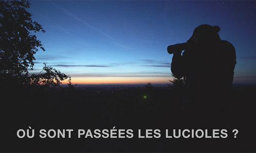 Observation des chauves-souris et ciné plein air