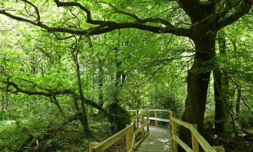 Les landes de Lan Bern - sentier accessible