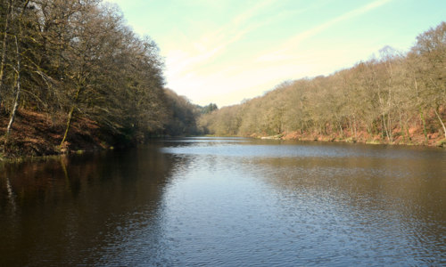 La forêt de Beaucours