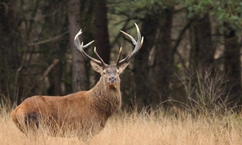Les landes de Lan Bern - Réserve Naturelle