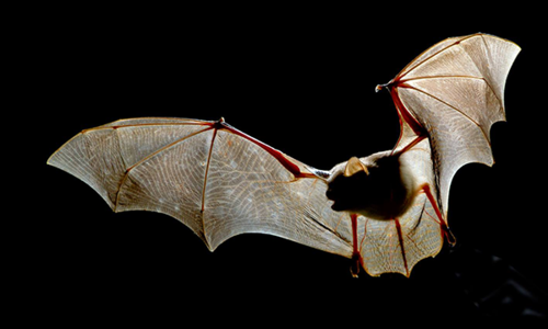 Sortie Chauve-souris