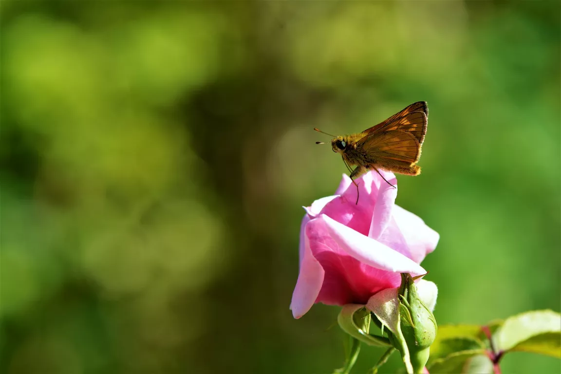 Concours photos "Rosa & Cornus" Du 31 mai au 15 juin 2025