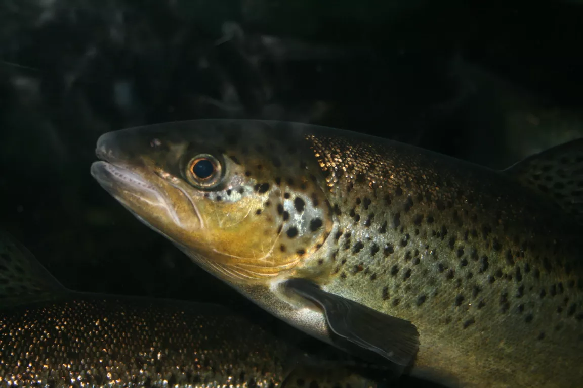 Ouverture de la pêche et lâcher de truites Le 8 mars 2025