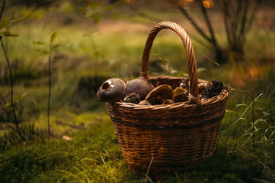 Conférence : Les champignons Le 19 oct 2024