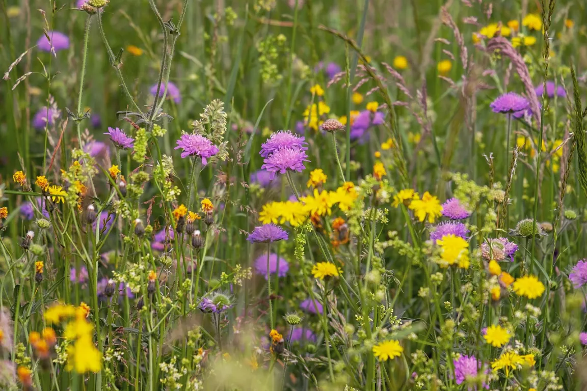 Sortie découverte des plantes sauvages comestibles à... Le 19 oct 2024