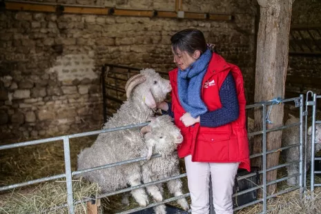 Expérience à la ferme : après-midi autour des animaux et de la laine
