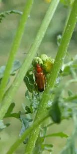 Sur les traces des insectes de Combleux