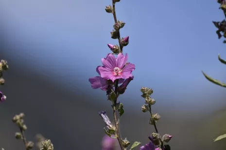 Plantes sauvages comestibles du Printemps