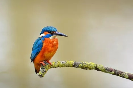 Ecouter et observer : balade ornithologique - bords de Loire et canal