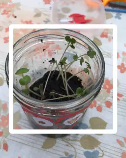 Atelier Graines germées