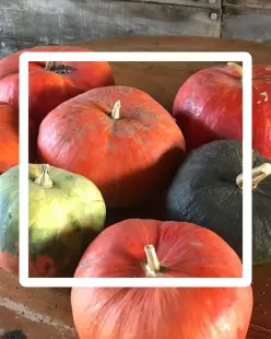 CREUSE TA COURGE ET SAVOURE LA SOUPE : une animation d'automne au Pré du Petit Bois !