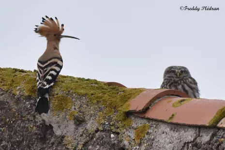 La Nuit de la Chouette : le bal des ailes nocturnes