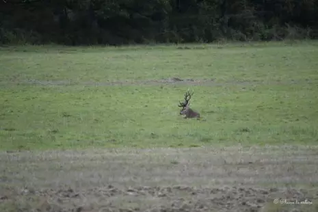 Vivre le brame du cerf