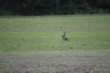 Vivre le brame du cerf