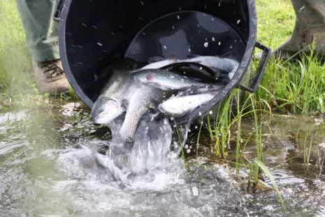 Pêche : lâchers de truites