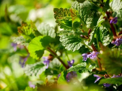 Découverte des plantes sauvages comestibles et médicinales