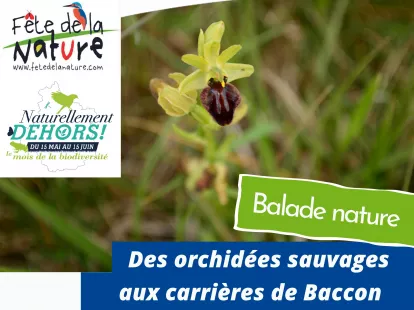 Balade nature : les orchidées sauvages aux carrières de Baccon