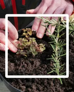 Multiplier les plantes de son jardin - Série Les Ateliers Soin des Plantes (2)
