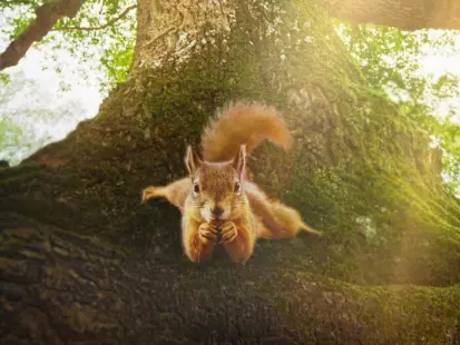 Cinéma : Le Chêne et ses habitants