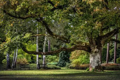 (Re)Découverte de l'Arboretum : conservatoire paysager du patrimoine botanique