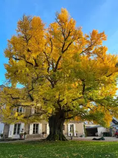 Portes ouvertes : Découverte du Ginkgo Bilobé