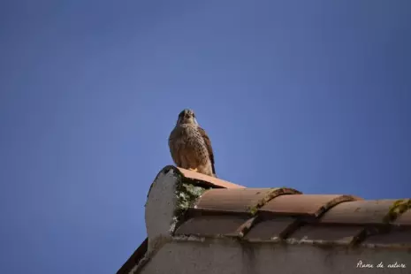 Observons les animaux en automne