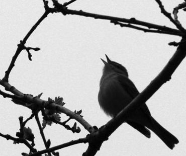 Éveil des oiseaux dans le Domaine du Clos-Vert