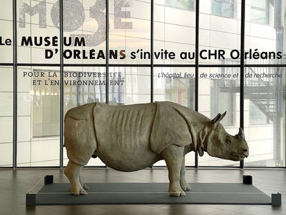 MUSEUM HORS LES MURS / Un rhinoceros dans la ville