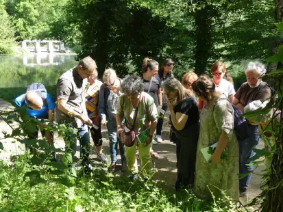 Balade découverte des plantes comestibles