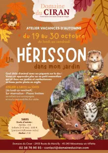 Un hérisson dans mon jardin
