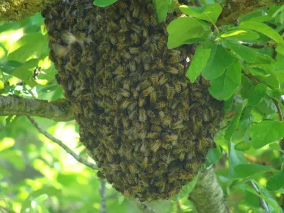 Découverte du monde des abeilles : une animation instructive et captivante avec les apiculteurs du C