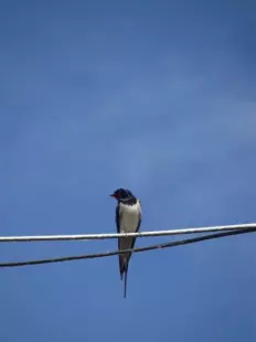 Sortie oiseaux des bords de Loire : Je suis un oiseau, je voyage … ou pas ?