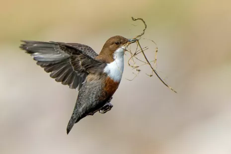 EXPOSITION : Photos d'oiseaux de l'année 2024