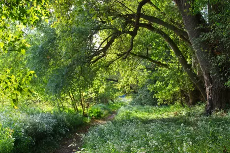 Exploration des grèves de Loire et de la ripisylve à Mardié