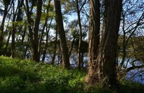 A la découverte des arbres de chez nous le long de la Loire