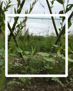 Semer des engrais verts au jardin - Série Les Ateliers Soin des Plantes