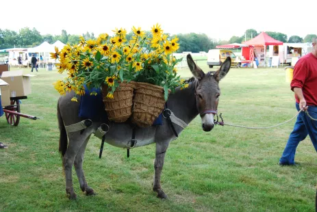 Donkey Celebration