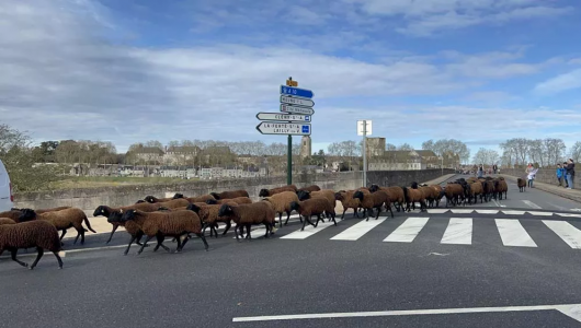 Transhumance à Beaugency
