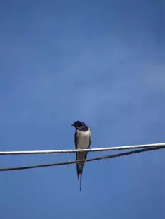 Sorties oiseaux des bords de Loire : on me nomme oiseau, qui suis-je ?