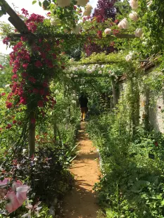 De beaux rosiers toute l'année.