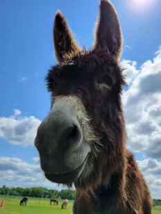 A la rencontre des animaux