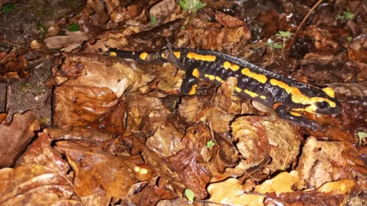 Sur les traces des salamandres – Nouveauté 2026