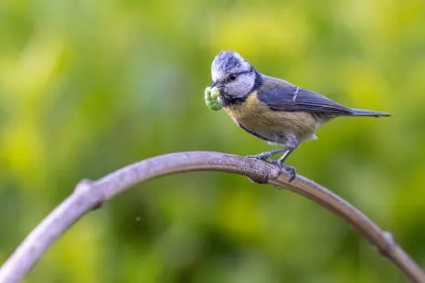 Les amours des oiseaux