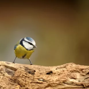 Balade nature : rencontre avec les oiseaux du parc