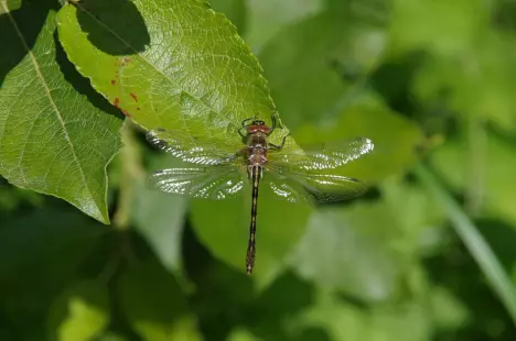 Papillons et libellules : Venez découvrir les insectes de l'Etang du Puits